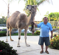 Bert the camel visits Gentle Giants